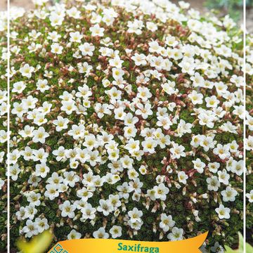 Saxifraga 'White Star'