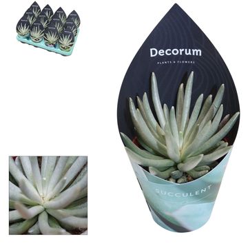 Senecio scaposus