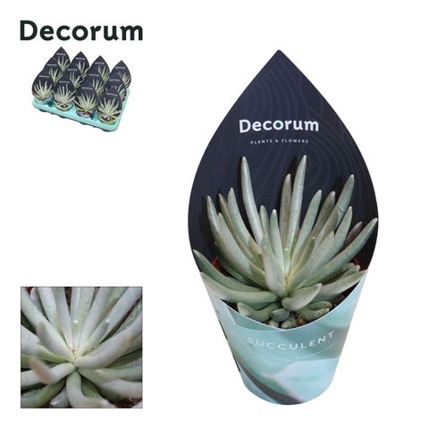 Senecio scaposus