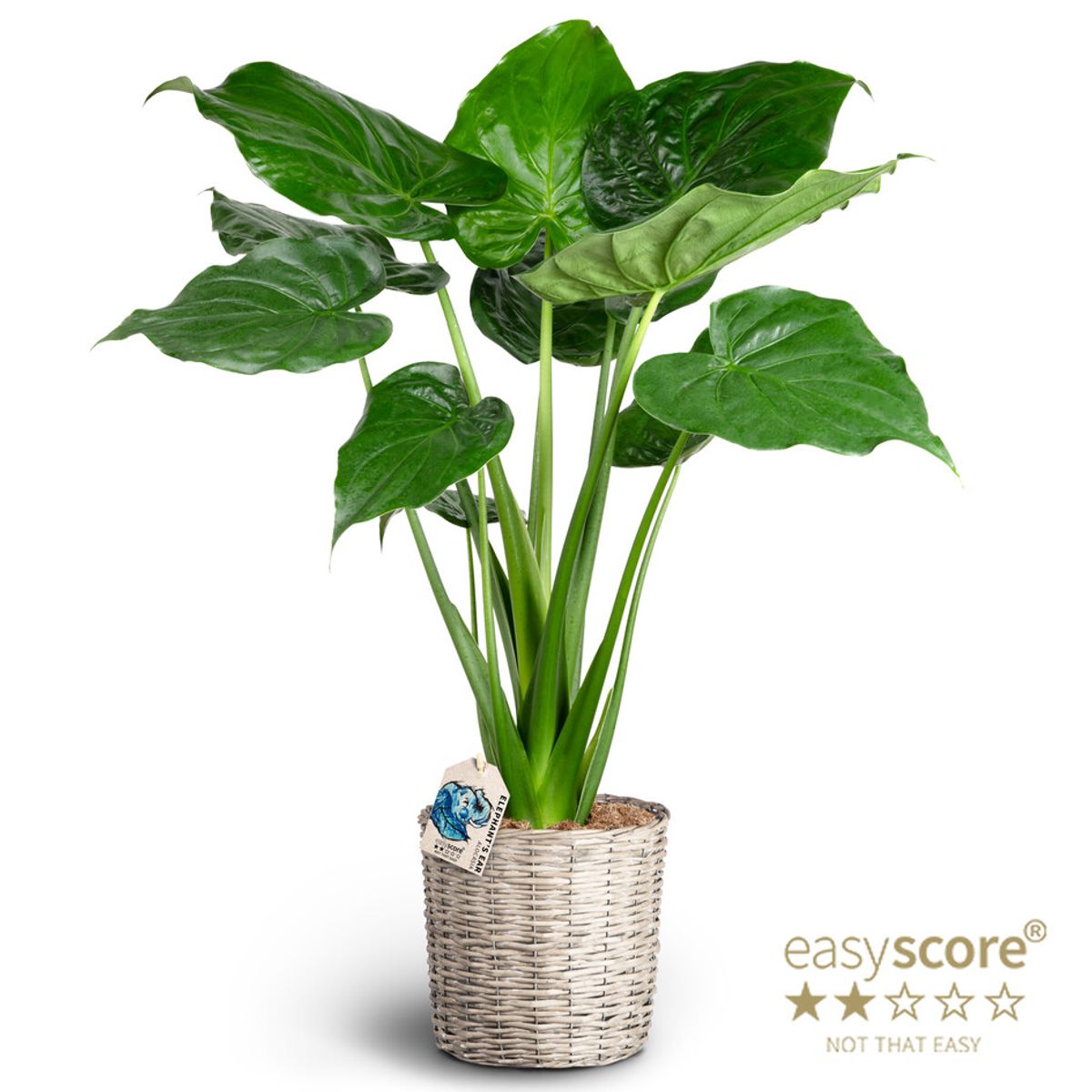 Alocasia cucullata  Plant Wholesale FlorAccess