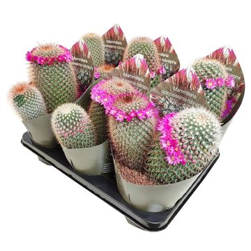 Mammillaria spinosissima rubrispina