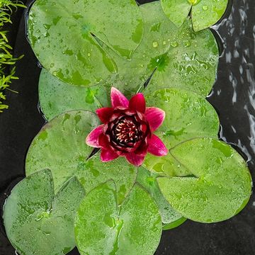 Nymphaea 'Black Princess'