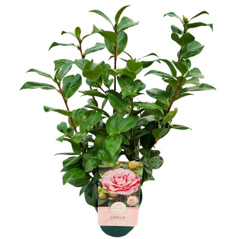 Camellia japonica 'Bicolor'