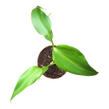 Monstera 'Burle Marx Flame'