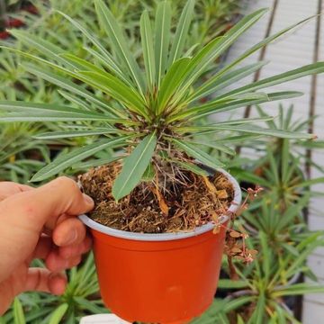 Pachypodium lamerei
