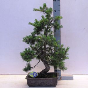 Pinus parviflora pentaphylla (Lodder Bonsai BV)