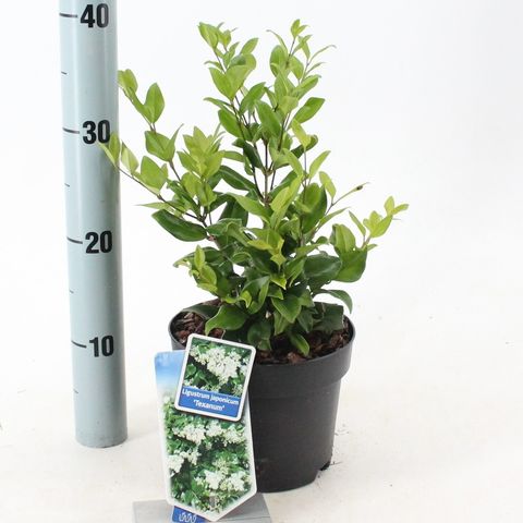 Ligustrum japonicum 'Texanum'