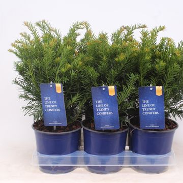 Taxus baccata 'Repandens'