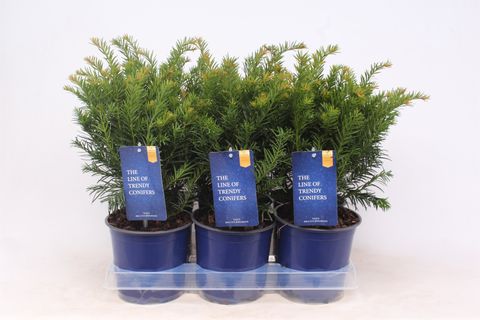 Taxus baccata 'Repandens'