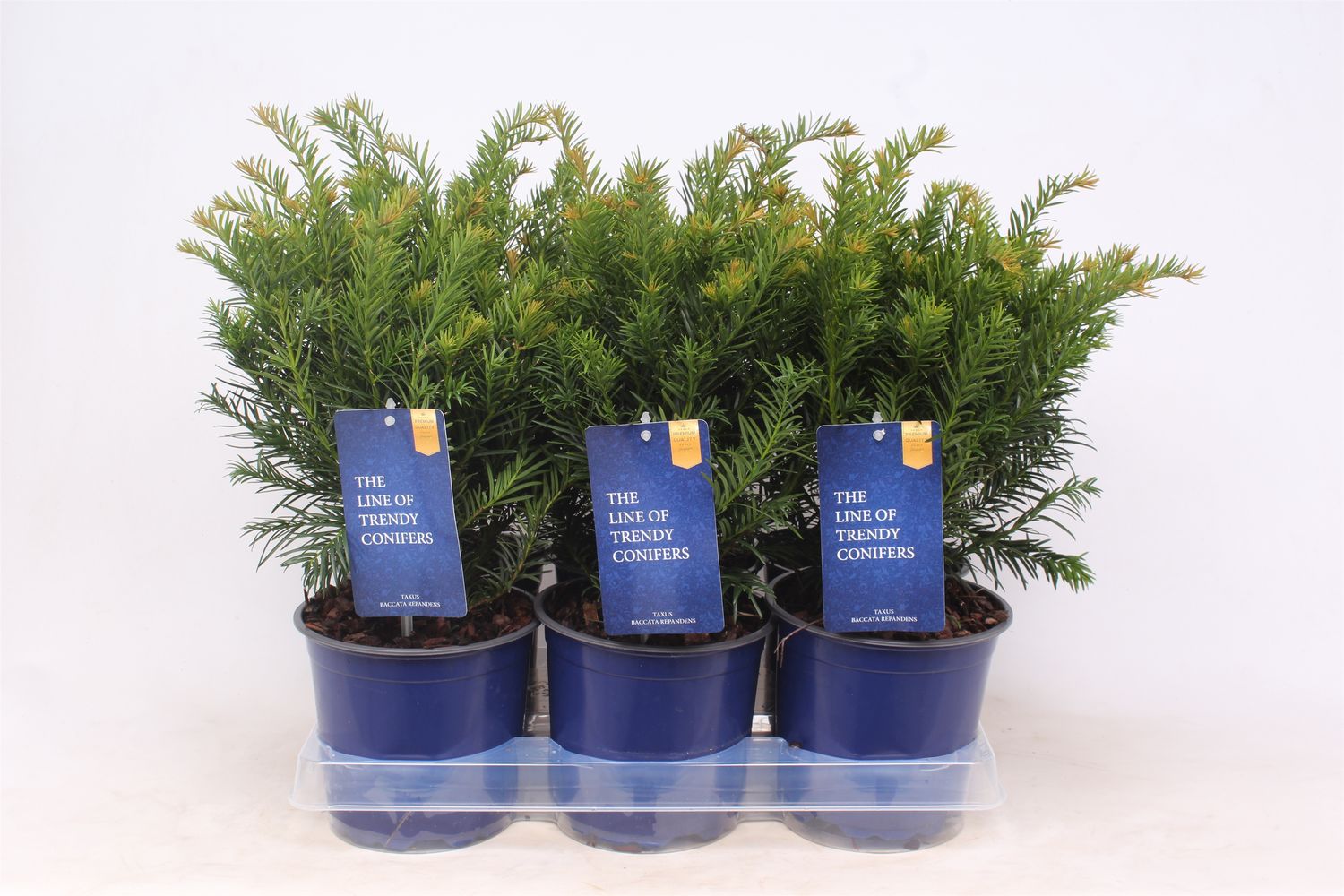 Taxus baccata 'Repandens' — Plant Wholesale FlorAccess