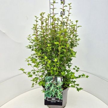 Ribes alpinum 'Schmidt'