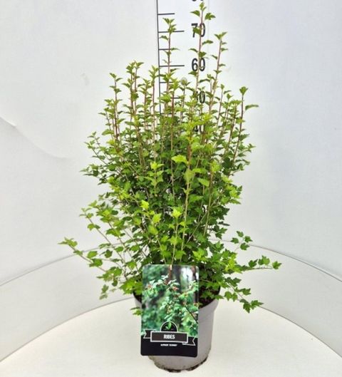Ribes alpinum 'Schmidt'