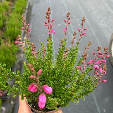 Daboecia cantabrica 'Irish Princess'