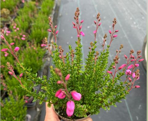 Daboecia cantabrica 'Irish Princess'