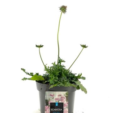 Scabiosa columbaria 'Пинк Мист'