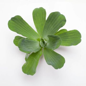 Pistia 'van Senten'