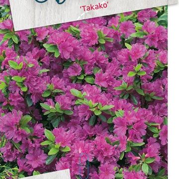 Rhododendron 'Takako' (AJ)