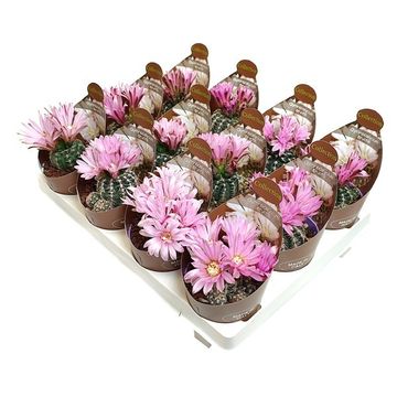 Gymnocalycium bruchii