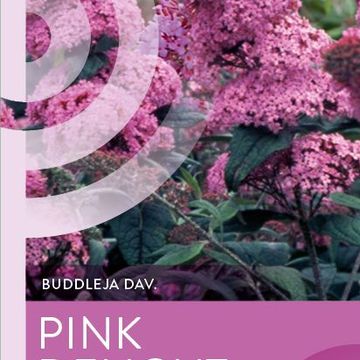 Buddleja davidii 'Pink Delight'