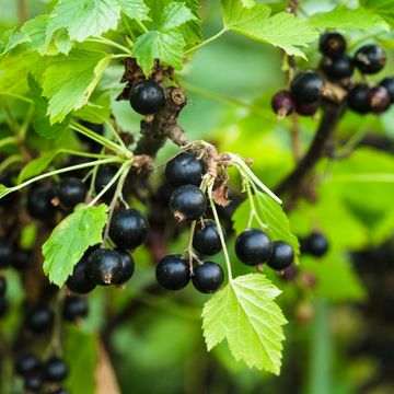 Ribes nigrum 'Titania'