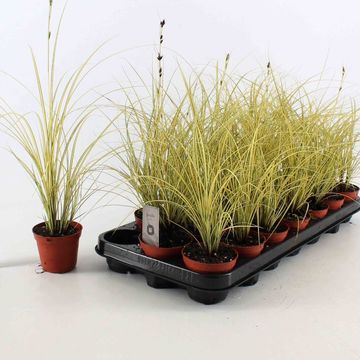 Carex brunnea 'Jenneke'