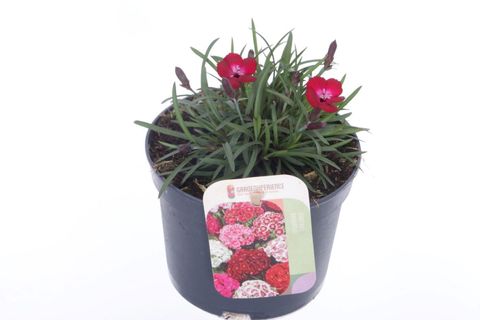 Dianthus barbatus 'Barbarini Red'