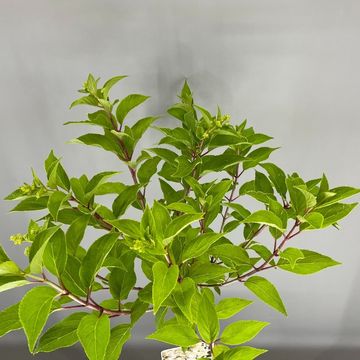 Hydrangea paniculata MAGICAL HIMALAYA