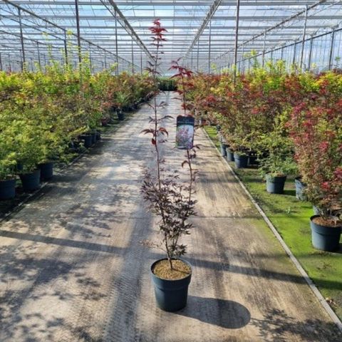Acer palmatum 'Red Emperor'