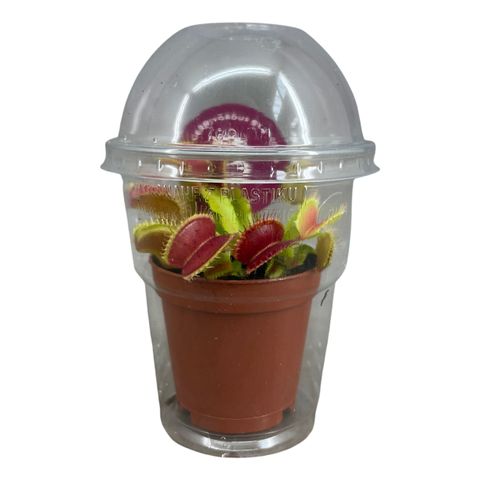 Dionaea muscipula