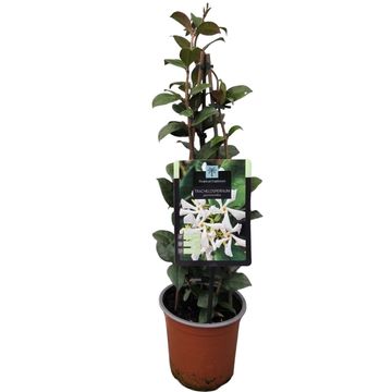 Trachelospermum jasminoides