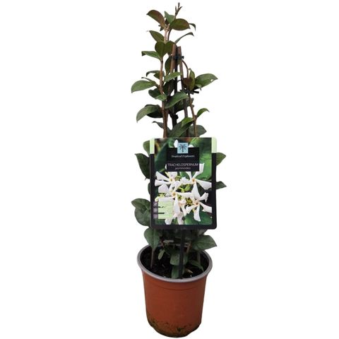 Trachelospermum jasminoides