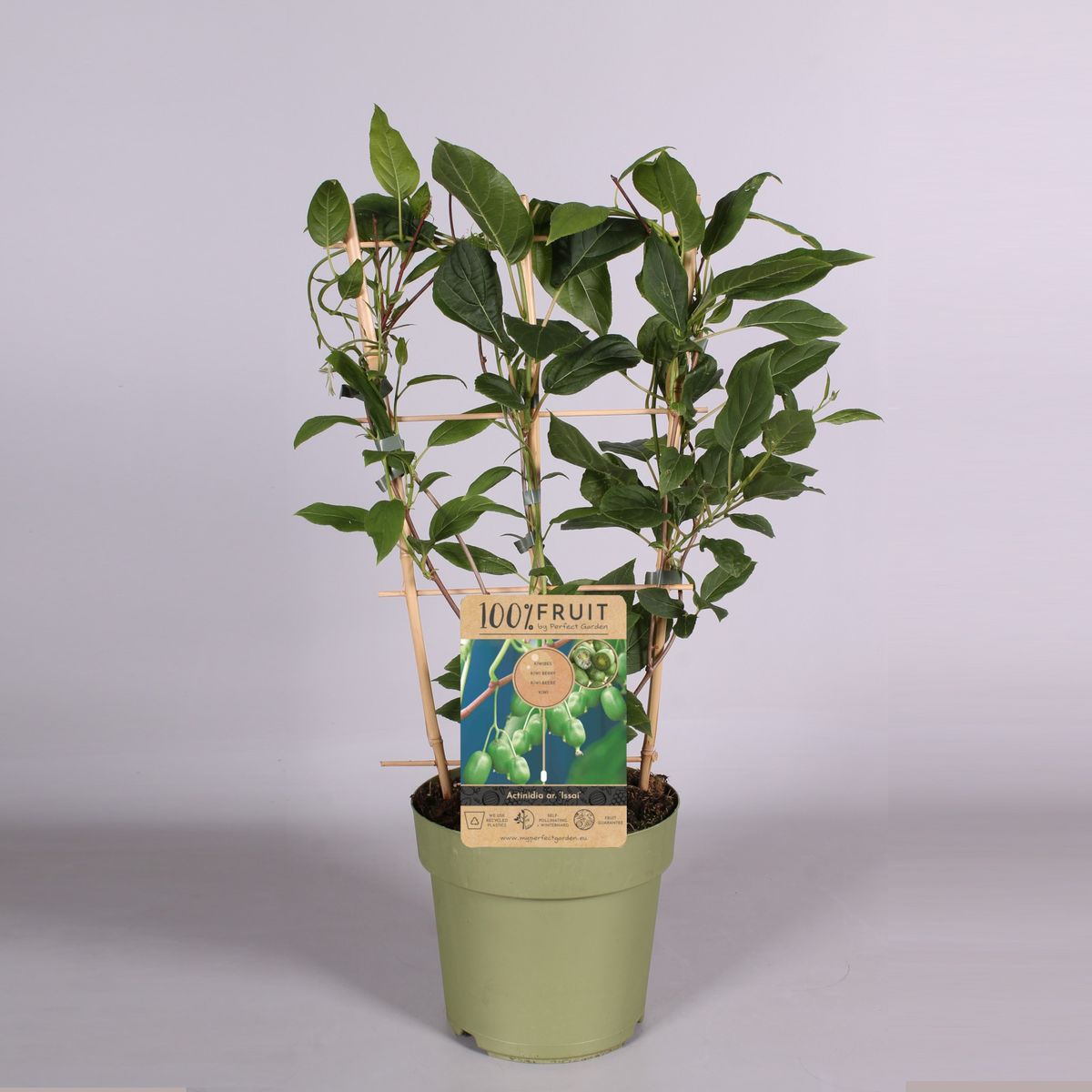 Actinidia arguta 'Issai' — Plant Wholesale FlorAccess