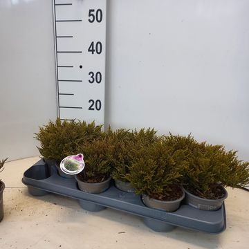 Hebe ochracea