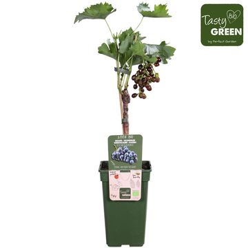 Vitis 'Mitschurinski'