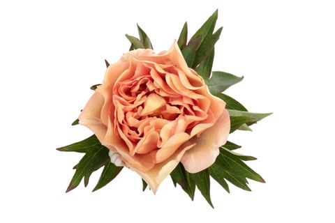 Paeonia 'Canary Brilliant'