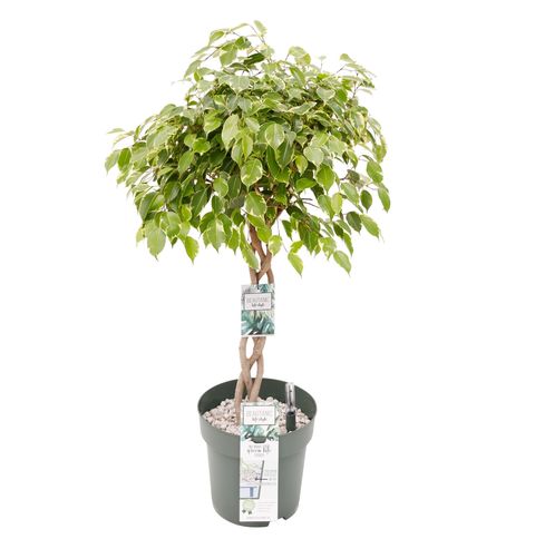 Ficus benjamina 'Golden King'