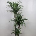 Dracaena fragrans 'Ulises'