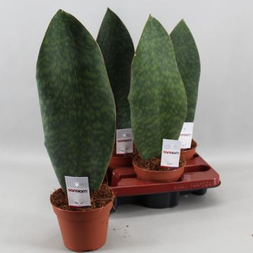 Sansevieria masoniana VICTORIA