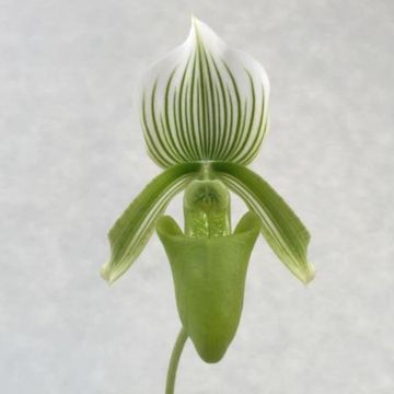 Paphiopedilum Onyx