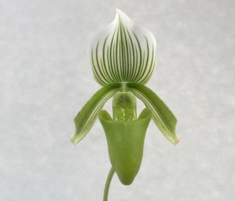 Paphiopedilum Onyx