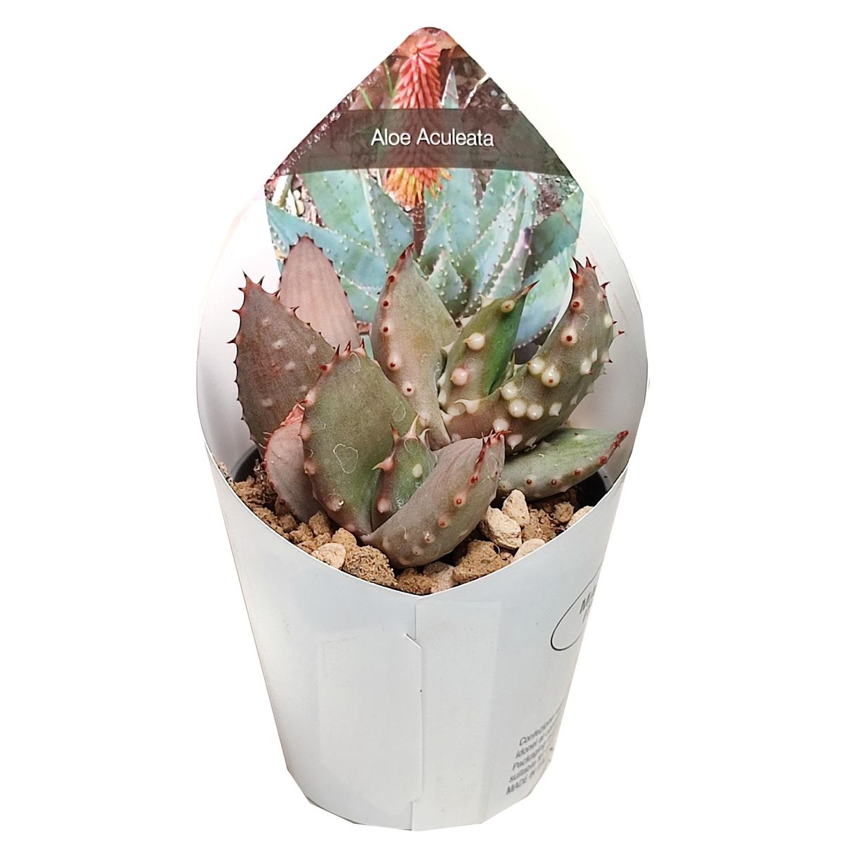 Aloe aculeata  Pflanzengrohandel FlorAccess