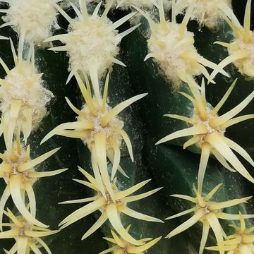 Echinocactus grusonii brevispinus