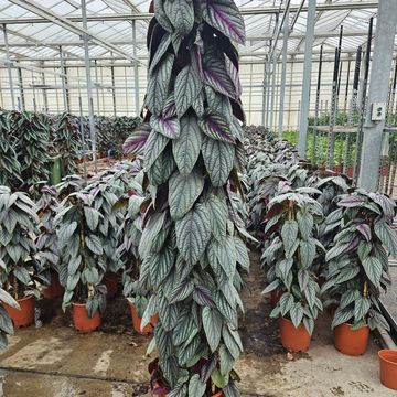 Cissus discolor FLORAMAGIC VIOLET VINE