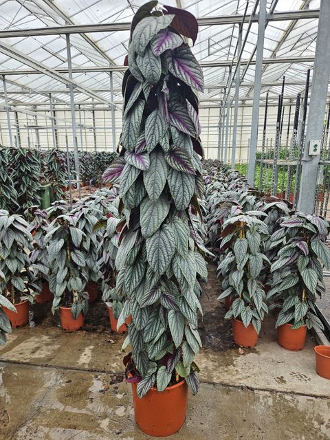 Cissus discolor FLORAMAGIC VIOLET VINE