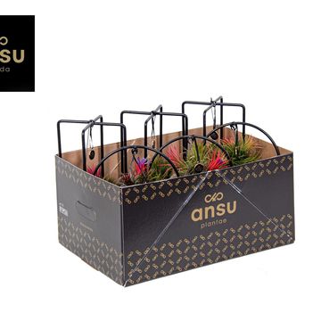 Arrangement Tillandsia