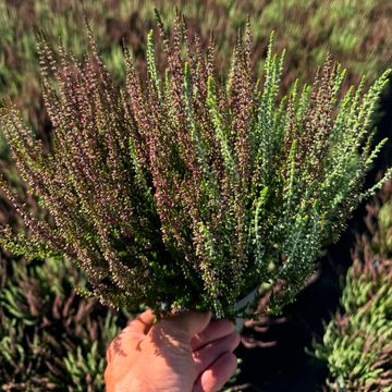 Calluna vulgaris GARDEN GIRLS MIX IN POT