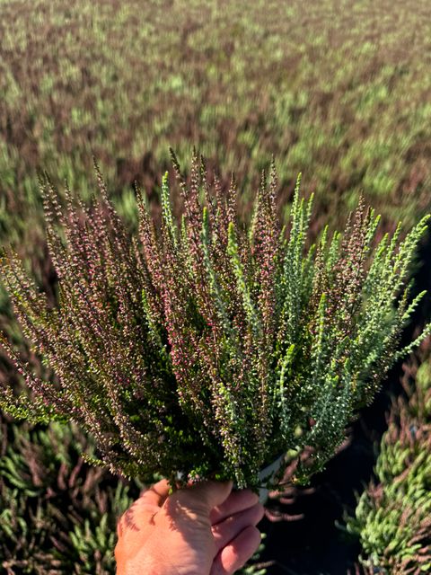 Calluna vulgaris GARDEN GIRLS MIX IN POT