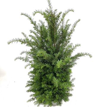 Taxus baccata