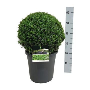 Buxus sempervirens