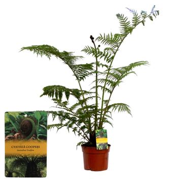 Cyathea cooperi